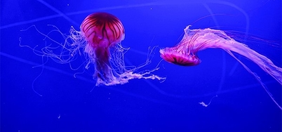 Webp.net resizeimage meduse