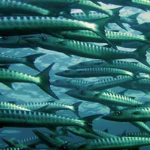 sea ocean fish barracuda 66218