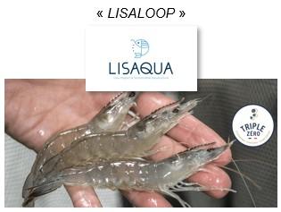 lisaqua.jpg